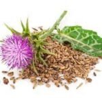 Milk Thistle